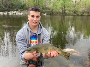 Brown Trout