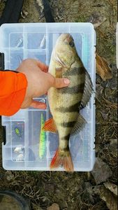 European Perch