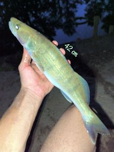 Zander