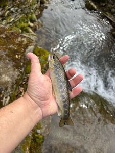 Brown Trout
