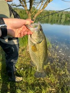 Largemouth Bass