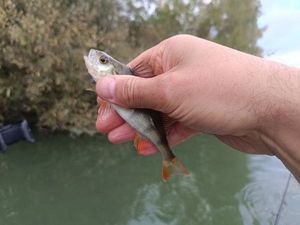 European Perch