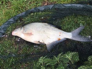 Common Bream