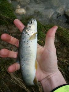 Brown Trout