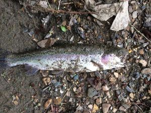 Rainbow Trout