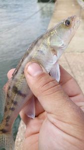 Zander