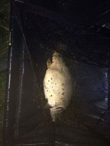 Leather Carp
