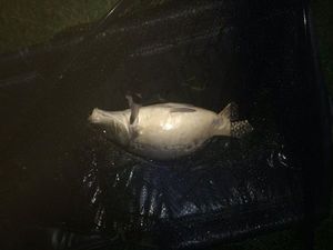 Leather Carp