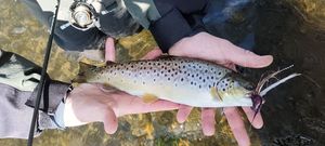 Brown Trout