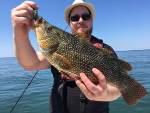Ballan Wrasse