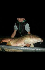 Common Carp