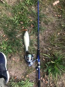 Largemouth Bass
