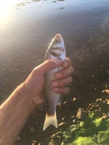 European Bass (Seabass)