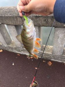 European Perch