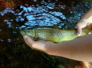 Brown Trout