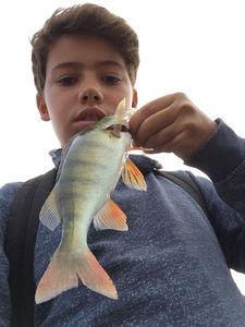 European Perch