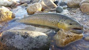 Brown Trout