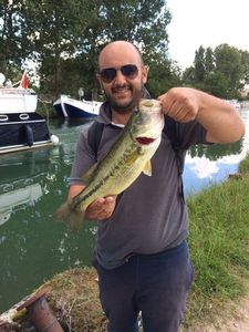 Largemouth Bass