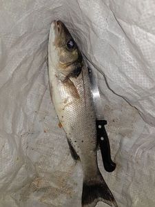 European Bass (Seabass)
