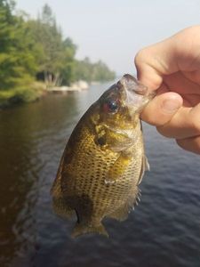 Rock Bass