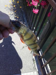 European Perch