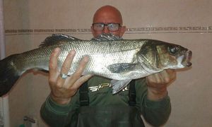 European Bass (Seabass)