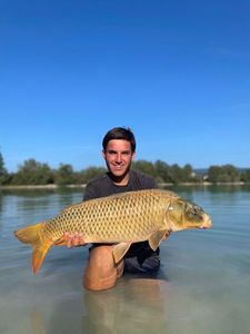 Koï Fish