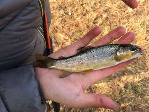 Brown Trout