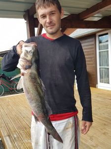 European Bass (Seabass)