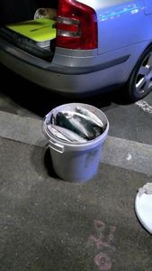 Mackerel
