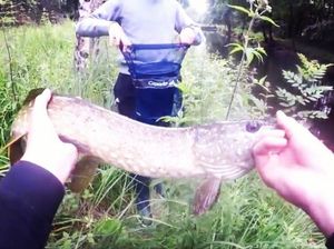 Northern Pike