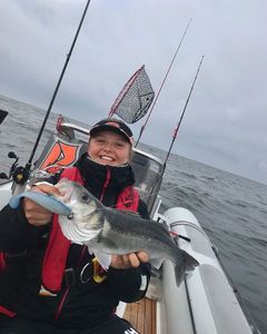 European Bass (Seabass)