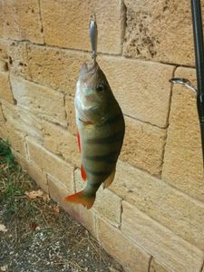 European Perch