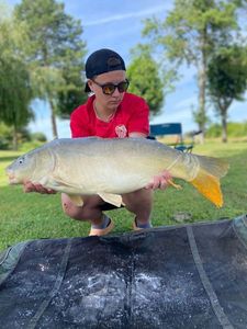 Mirror Carp