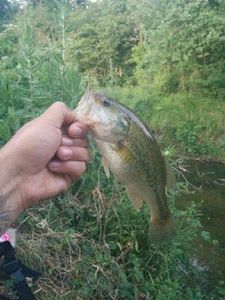 Largemouth Bass
