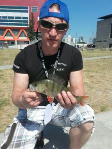 European Perch