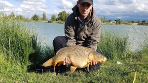 Common Carp