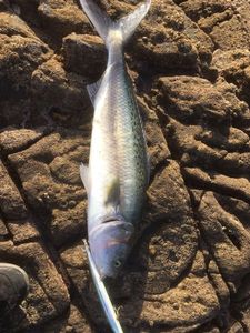 Kahawai (Australian Salmon)