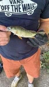 European Perch