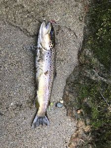 Brown Trout
