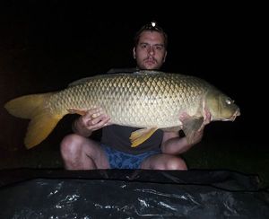 Common Carp