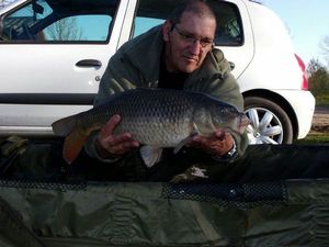 Common Carp