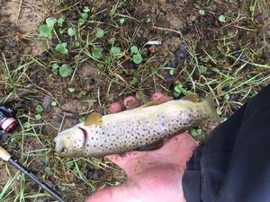 Brown Trout