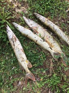 Northern Pike