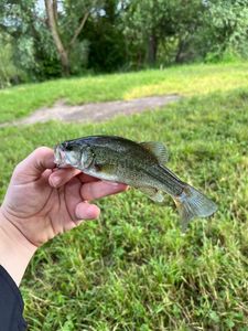 Smallmouth Bass