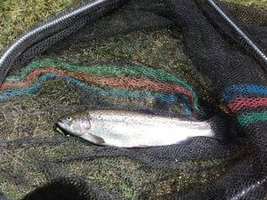 Rainbow Trout