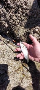 European Bass (Seabass)