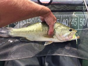 Largemouth Bass
