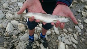 Brown Trout