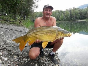 Common Carp